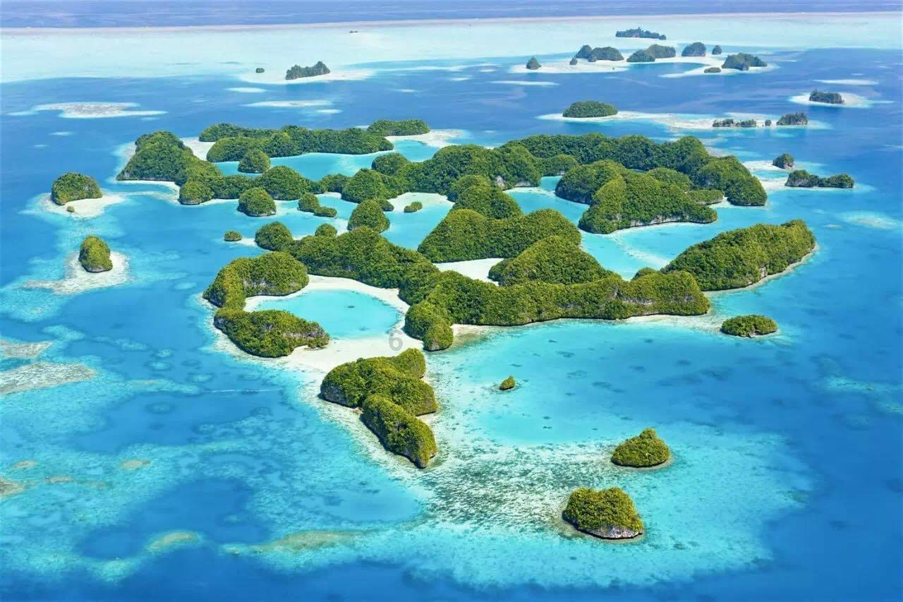 逃离棕榈树森林